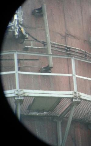 Rodzina sokołów wędrownych zawitała do Koszalina