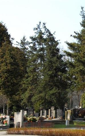 Cmentarz Wojskowy w serwisie mapowym